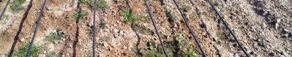Irrigation